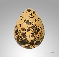 Egg – 图卢兹博物馆