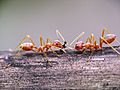 Weaver ants (Oecophylla smaragdina) with dead intruder (Viet Nam)