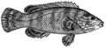 Wrasse (PSF).png