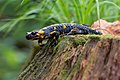 Image 5Fire salamander