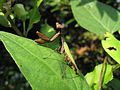 Adult female Acromantis japonica