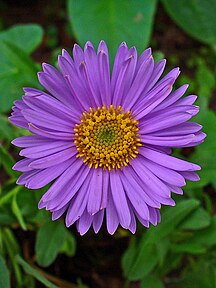 Aster alpinus, Asteraceae, Alpine Aster, inflorescence; Botanical Garden KIT, Karlsruhe, Germany.