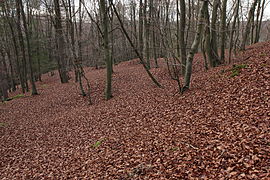 View looking west towards the tip of the spur. The limit of building in this direction is not clear due to recent disturbance. (November 2013)