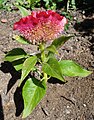 Pink Celosia argentea var. cristata