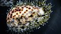 Closeup look of Cypraea tigris and its mantle with projections.