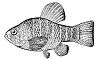 Sheepshead minnow