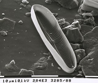 diatoms