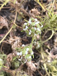 The inflorescence