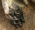 Front paws of a female Eastern Grey Kangaroo