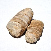 Nerinea fossils