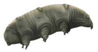 Reconstruction of Paradoryphoribius, a miocene tardigrade