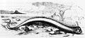 Oarfish that washed ashore on a Bermuda beach in 1860. The animal was 5米（16英尺） long and was originally described as a sea serpent.