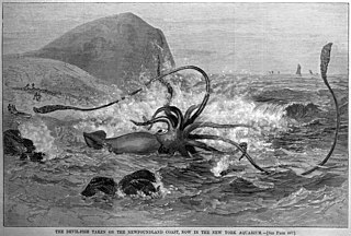 #42 (24/9/1877) Illustration of the "devil-fish" from Catalina, from the 3 November 1877 issue of Harper's Weekly ([Anon.], 1877b:868, fig.)