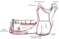 Diagram showing lateral surface of the mandible and the area of insertion of the masseter muscle on the mandibular ramus.