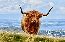 Highland Cow in Edinburgh