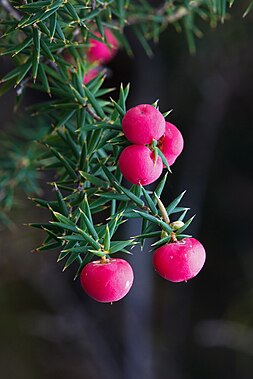 Fruit of Leptecophylla juniperina (Ericaceae)