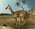 Macrauchenia was the last and largest litoptern, an order of extinct South American native ungulates.[93][94]
