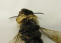 Male Megachile Subgenus Xanthosarus with modified front legs