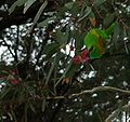 Musk Lorikeet