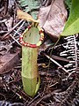 奇异猪笼草与苏门答腊猪笼草的自然杂交种