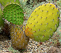 Opuntia oricola