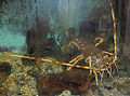 棘刺龙虾