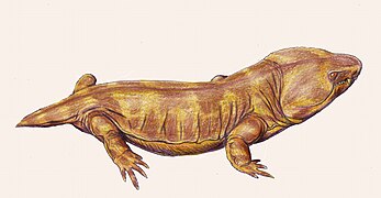 Pantylus, a pantylid "microsaur"