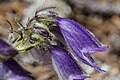 Flower of Penstemon bleaklyi