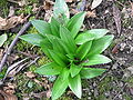 Scilla lilio-hyacinthus young leaves