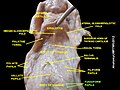 Papillae and other tongue landmarks