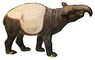 Tapirus indicus