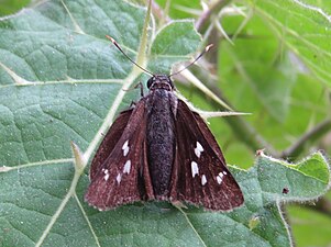 Dorsal view