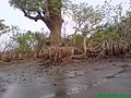 Tree in Kuakata, Bangladesh, by Salahuddin66