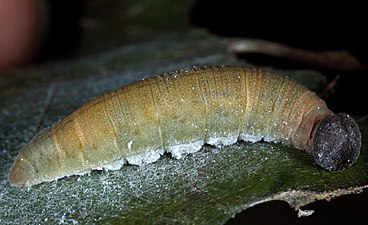 Larva