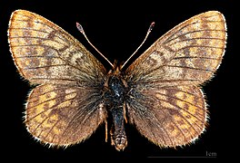 Boloria improba improbula ♂