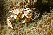 Neopetrolisthes maculatus (porcelain crab)