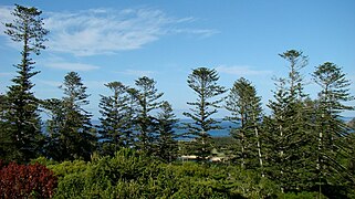 Stand of Araucaria heterophylla on Norfolk Island