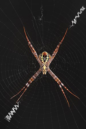 Argiope versicolor