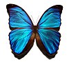 Blue Morpho butterfly