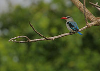 Mangrove Kingfisher