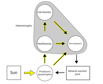 Simple Food Web