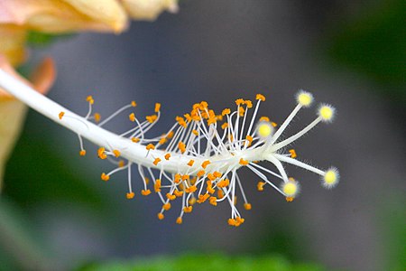 Hibiscus