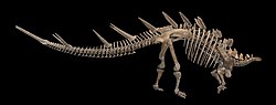 Mounted skeleton of Kentrosaurus aethiopicus