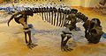 Lystrosaurus hedini skeleton at the Museum of Paleontology in Tübingen