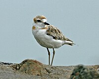 Malaysian Plover (female)