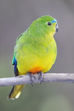 A female Orange-bellied Parrot