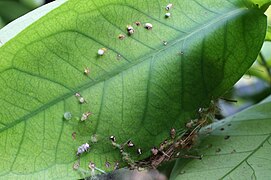 Leaf holding the nest showing "rivets"