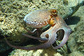 Octopus vulgaris2