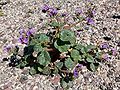 Phacelia calthifolia