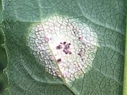 leaf with fungus that is a white spot with smaller dark spots in various locations in the center